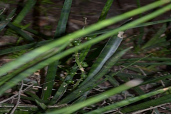 Sansevieria roxburghiana